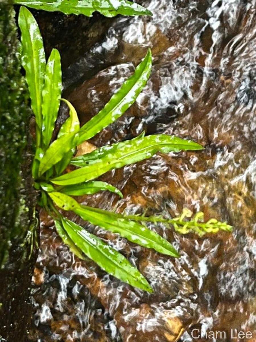 Malaxis thwaitesii Bennet